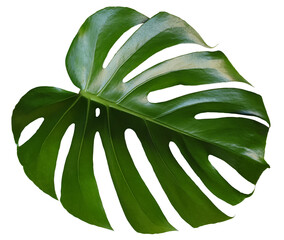 Isolated Monstera Deliciosa leaf. Green exotic palm tropical jungle plants on transparent background