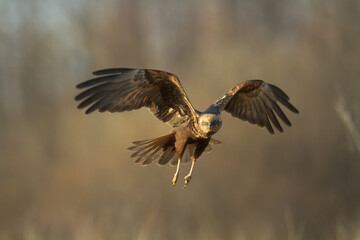 Flying Birds of prey Marsh harrier Circus aeruginosus, hunting time Poland Europe