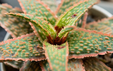 Close up of Disease in Aloe Hybrids cactus . Aloe Hybrids Disease  caused by  red mites diseases...