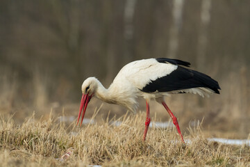 Bird White Stork Ciconia ciconia hunting time summer in Poland Europe