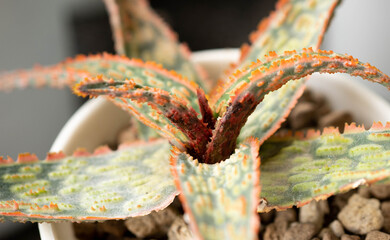 Close up of Disease in Aloe Hybrids cactus . Aloe Hybrids Disease  caused by  red mites diseases...