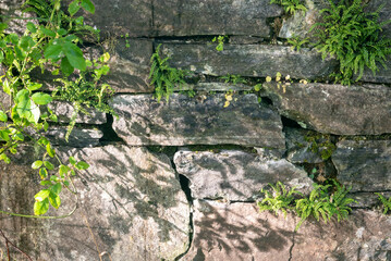 Sunny Stone Wall With Plants