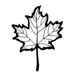 Maple leaf vector illustration, hand drawn cartoon sketch