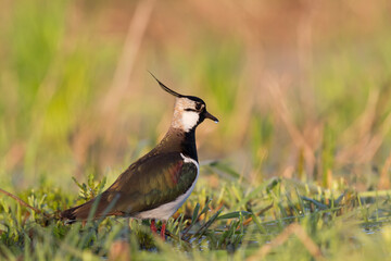Bird Lapwing Vanellus vanellus on green background spring time Poland Europe migratory bird