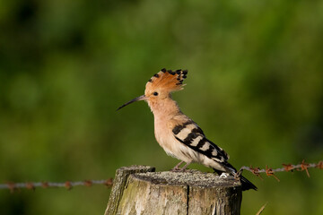 Bird Hoopoe Upupa epops, summer time in Poland Europe