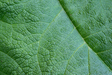 Green Giant Leaf Texture