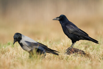 Bird Rook corvus frugilegus landing, black bird in autumn time, Poland Europe