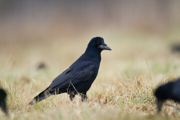 Obraz premium Bird Rook corvus frugilegus landing, black bird in autumn time, Poland Europe