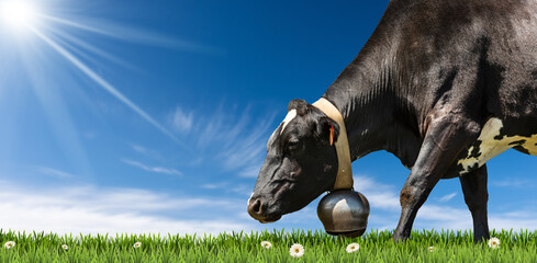 Close-up of a black and white dairy cow with a cowbell on a green pasture (green grass and daisies) against a clear blue sky with clouds, sunbeams and copy space.