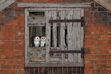 Barn Owl, (Tyto alba), young in nest about to fledge, UK, , Note - taken under a Schedule 1 license