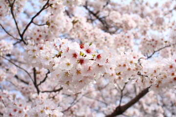  桜