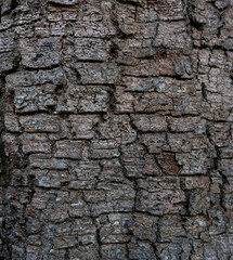 Cracked Wood Bark Texture