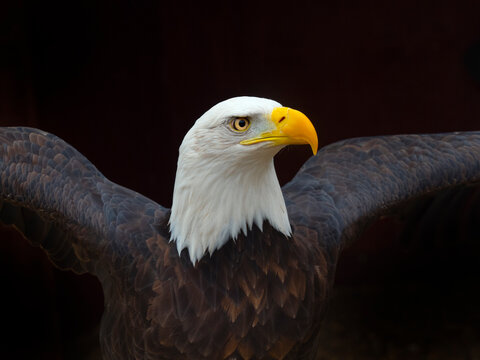 Bald eagle (Haliaeetus leucocephalus) portrait, captive, occurs in North America. 