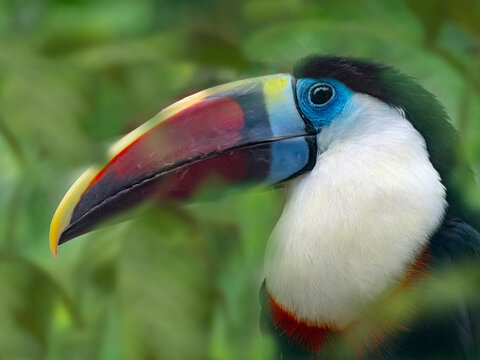White-throated toucan (Ramphastos tucanus) captive, occurs in South America, with digitally added leaves. 
