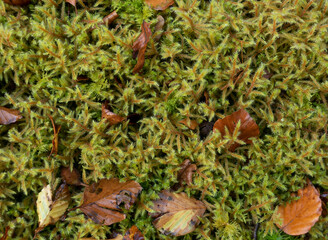 Moss With Beech Leaves Texture