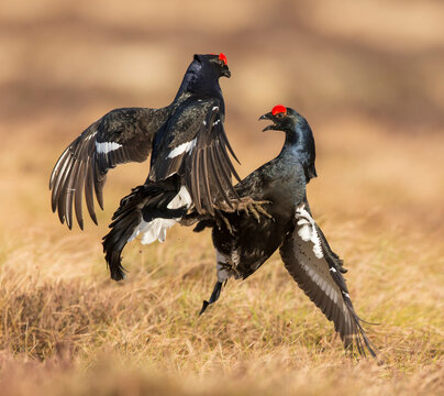 Black Grouse (Tetrao tetrix), two males fighting on lek , Scotland, UK. April 