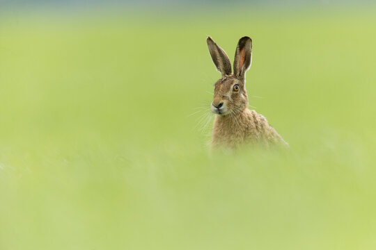 Brown Hare (Lepus europaeus) sitting in field of fresh green grass , Scotland, UK.May 