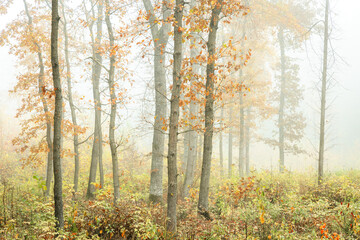 Fototapeta premium Autumn landscape misty foggy day in Knyszyn Primeval Forest, Poland Europa, early morning, sunrise in oak misty forest