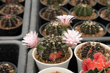 Close up Colorful Gymnocalycium LB with flower, desert plant