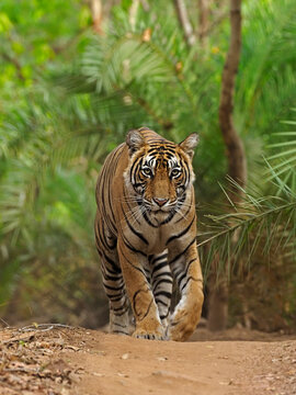 Bengal tiger (Panthera tigris) walking on path through jungle. Ranthambhore National Park, India. 
