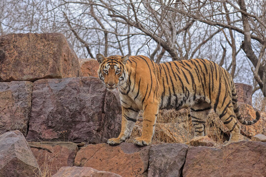 Bengal tiger (Panthera tigris) female standing amongst rocks in forest. Ranthambhore National Park, India. 
