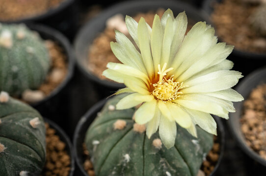 Closeup blooming Astrophytum cactus Yellow flowers, is grown in a small pot .Astrophytum asterias is a species of cactus plant