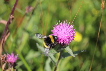 Bourdon sur fleur de tr&egrave;fle