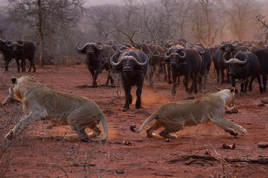 African lions, (Panthera leo) confronted by a herd of African buffalo / Cape buffalo (Syncerus caffer), Zimanga Private Nature Reserve, KwaZulu Natal, South Africa
