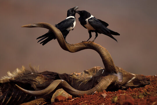 African Pied Crow (Corvus albus) two perched on carcass of a Greater Kudu, (Tragelaphus strepsiceros), Zimanga Private Nature Reserve, KwaZulu Natal, South Africa