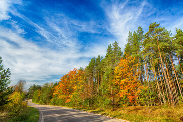 Naklejka premium Landscape autumn road with colourful trees, autumn Poland, Europe and amazing blue sky with clouds, sunny day