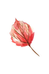 Red aspen leaf isolated on white background. Hand painted watercolor.