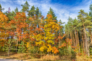 Fototapeta premium Landscape autumn road with colourful trees, autumn Poland, Europe and amazing blue sky with clouds, sunny day
