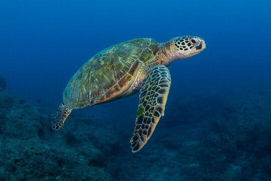 Green turtle (Chelonia mydas) Xiaoliuqiu Island, Taiwan
