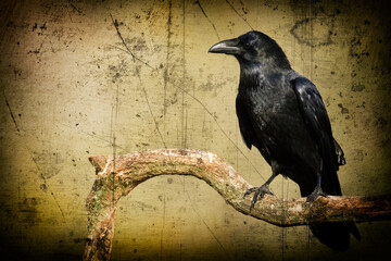 beautiful raven Corvus corax sitting on the branch North Poland Europe, old vintage filters	