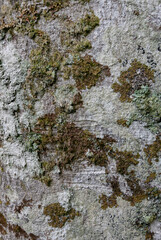 Lichen and Moss on Tree Bark Texture