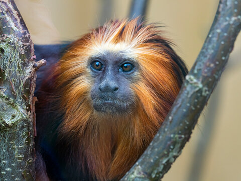 Golden-headed lion tamarin (Leontopithecus chrysomelas) portrait, captive.