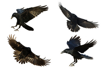 Fototapeta premium Birds flying ravens isolated on white background Corvus corax. Halloween - mix four flying birds