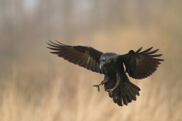 Naklejka premium Bird Common Raven Corvus corax, dark style big black scary bird flying, Helloween
