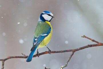 Bird - Blue Tit ( Cyanistes caeruleus ) perched on tree winter time small bird on blurred background	