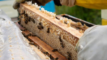 The beekeeper takes out the honeycomb with bees for inspection. An experienced beekeeper.