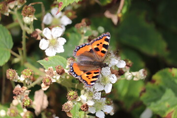 Petite Tortue — Aglais urticae