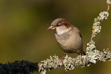 Bird - House sparrow Passer domesticus sitting on the branch