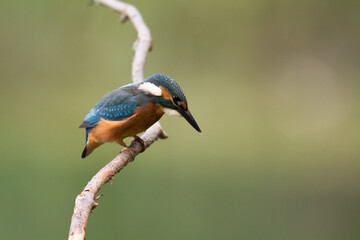Kingfisher Alcedo atthis common kingfisher, bird - Poland, Europe