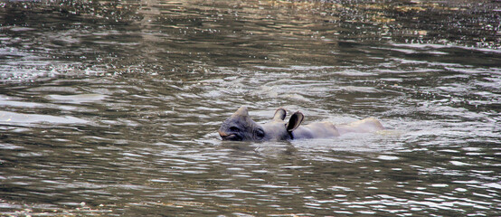 bain de l hippopotame
