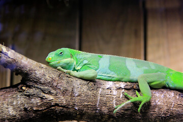 repos du gros lézard