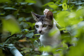 Asian cat in the forest