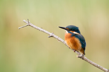 Kingfisher Alcedo atthis common kingfisher, bird - Poland, Europe