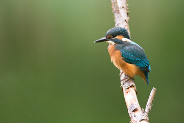 Kingfisher Alcedo atthis common kingfisher, bird - Poland, Europe