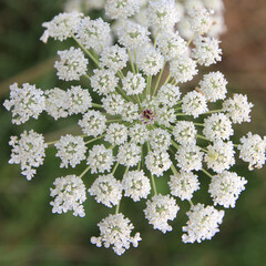 wild carrot white flower rosette