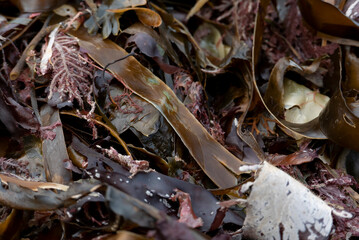 Seaweed Close-Up Texture